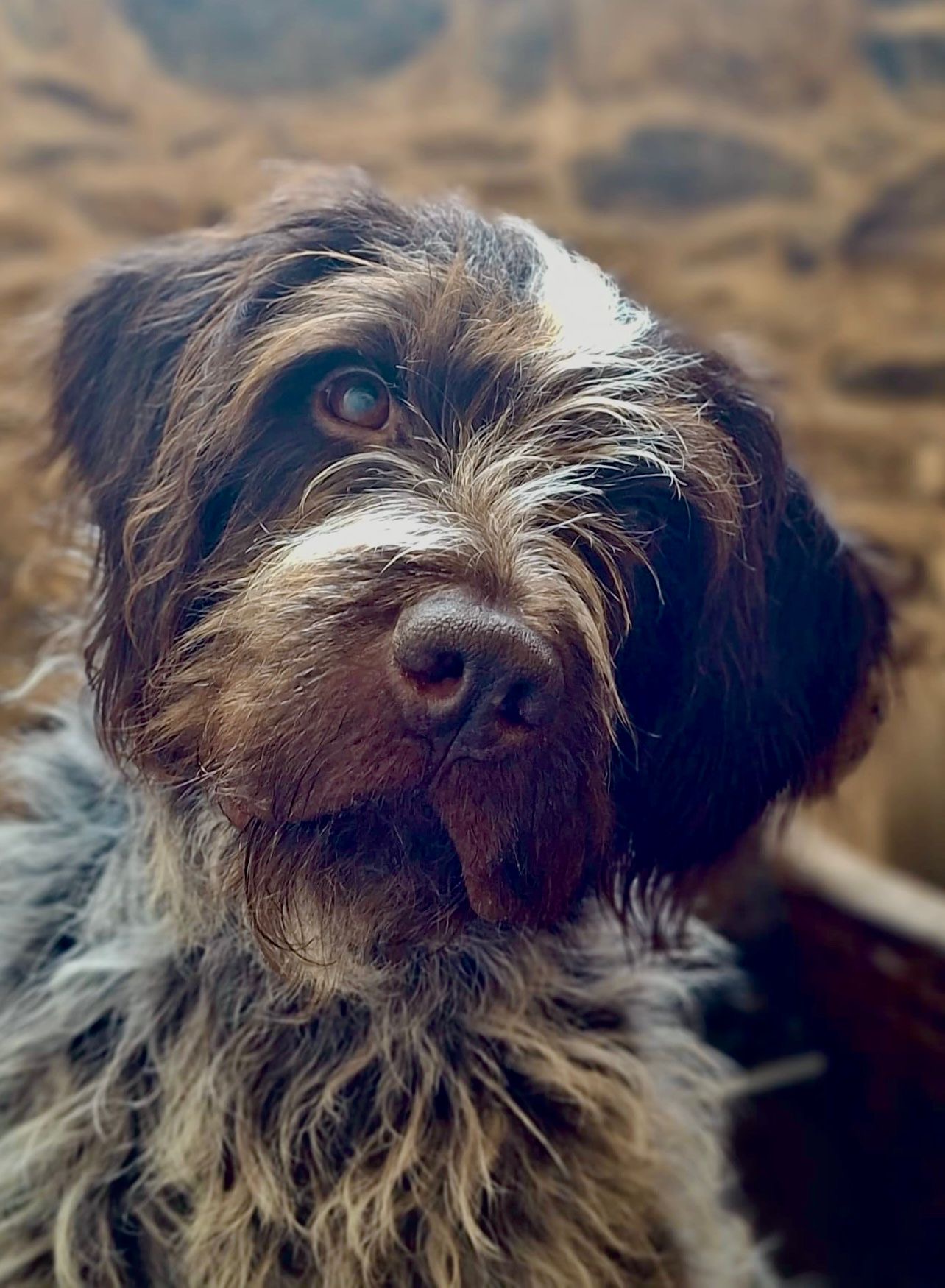 Tinker-Belle Canine and Able Therapy Dog Moray, Aberdeenshire, Highlands
