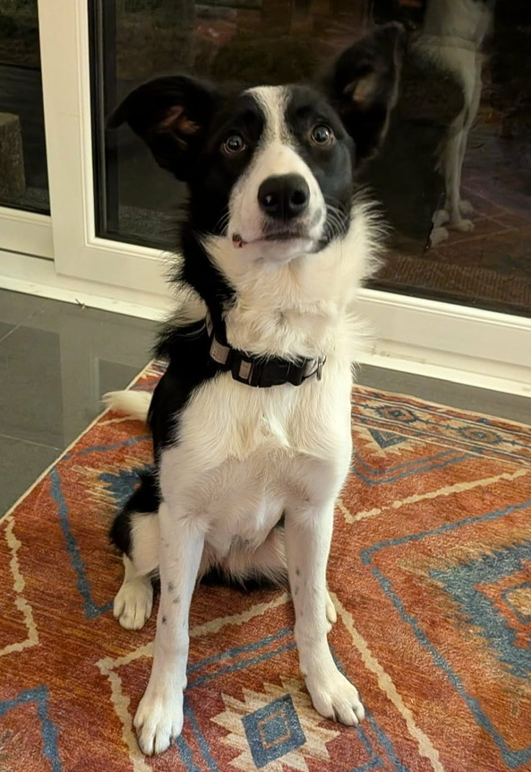 Minnie Canine and Able Therapy Dog Moray, Aberdeenshire, Highlands