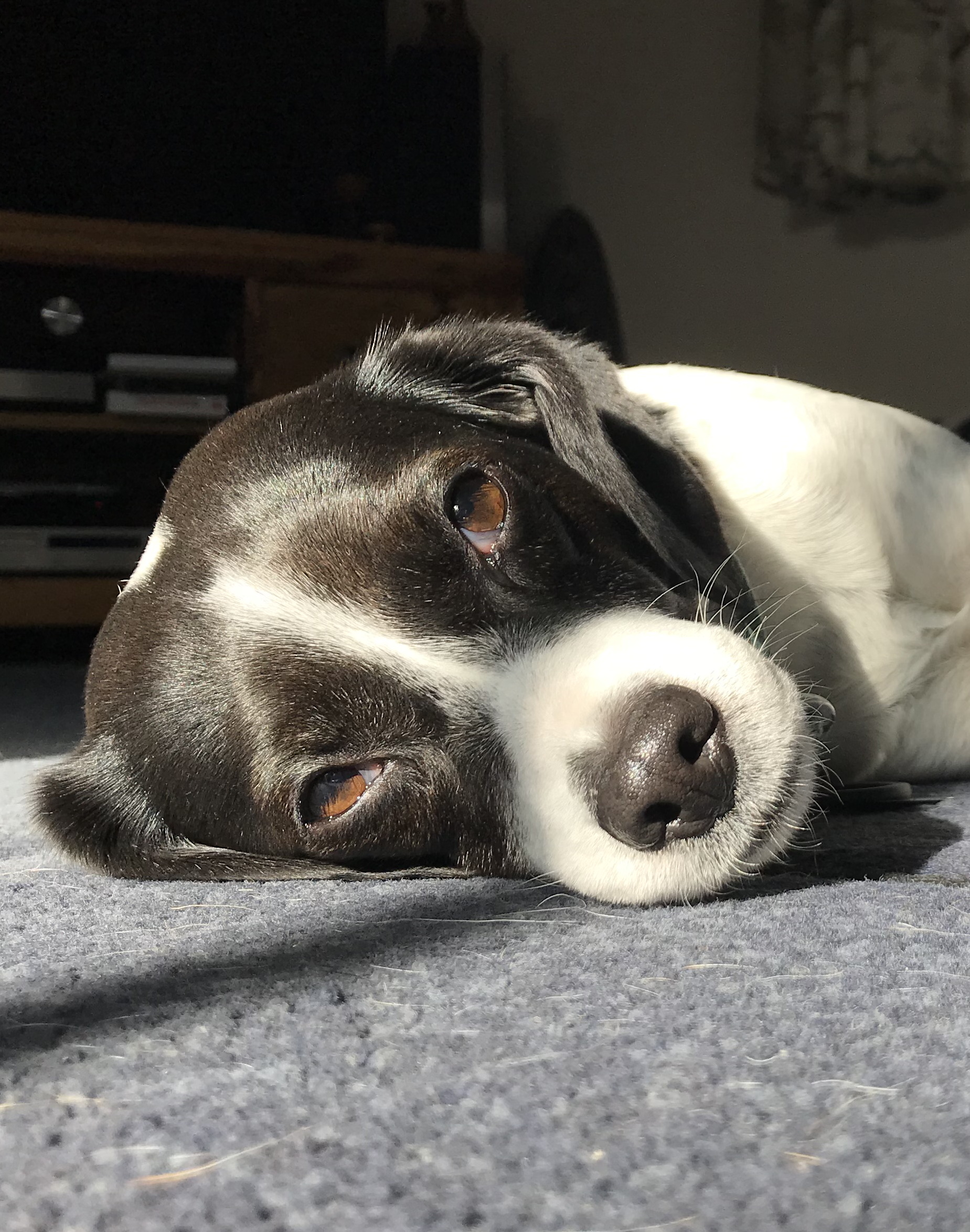 Minnie Canine and Able Therapy Dog Moray, Aberdeenshire, Highlands
