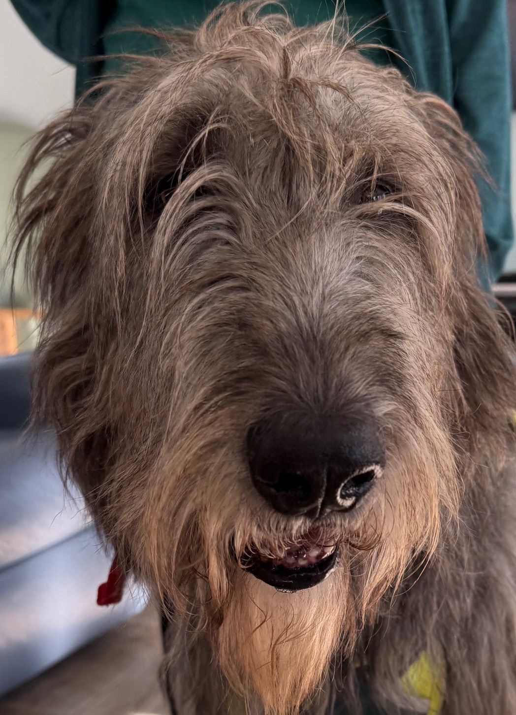 Treacle Canine and Able Therapy Dog Moray, Aberdeenshire, Highlands